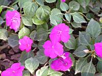 Impatiens Hybride - Stardust melange Twilight (fam Balsaminacees) (1) (Photo F. Mrugala)